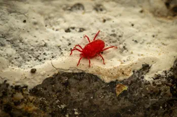 True Velvet Mites