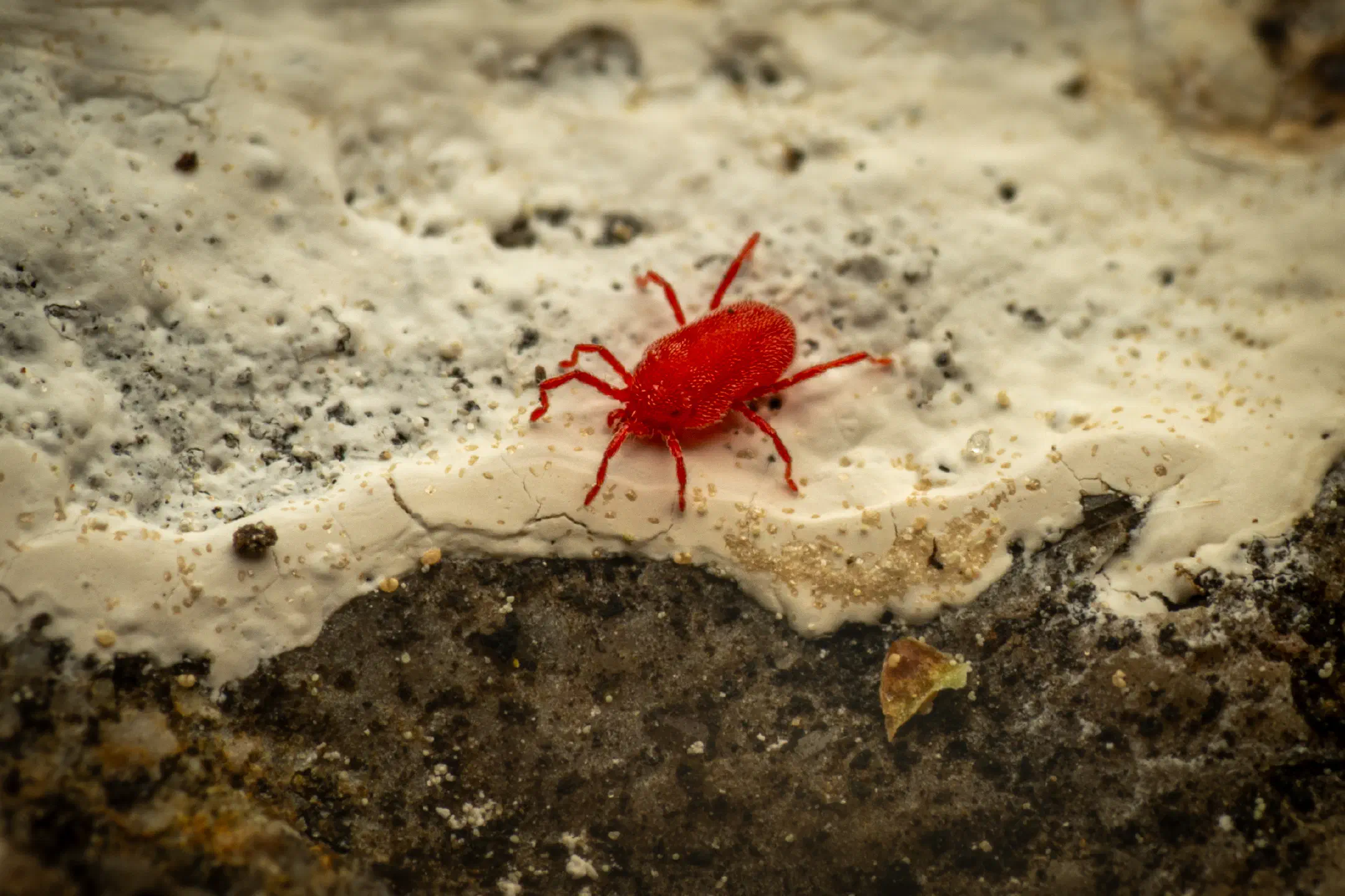 True Velvet Mites | True Velvet Mites