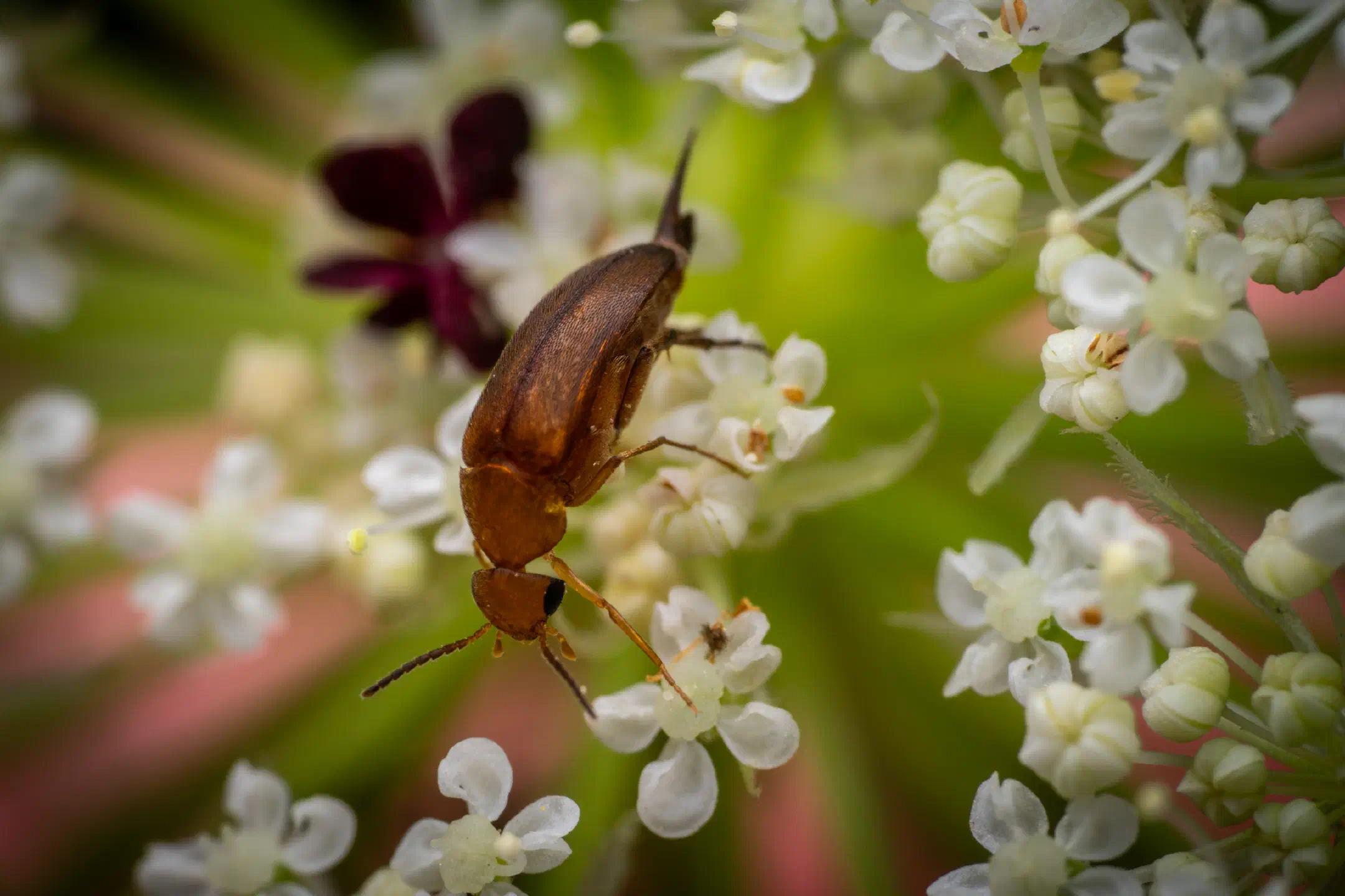 Anaspis frontalis | Anaspis frontalis