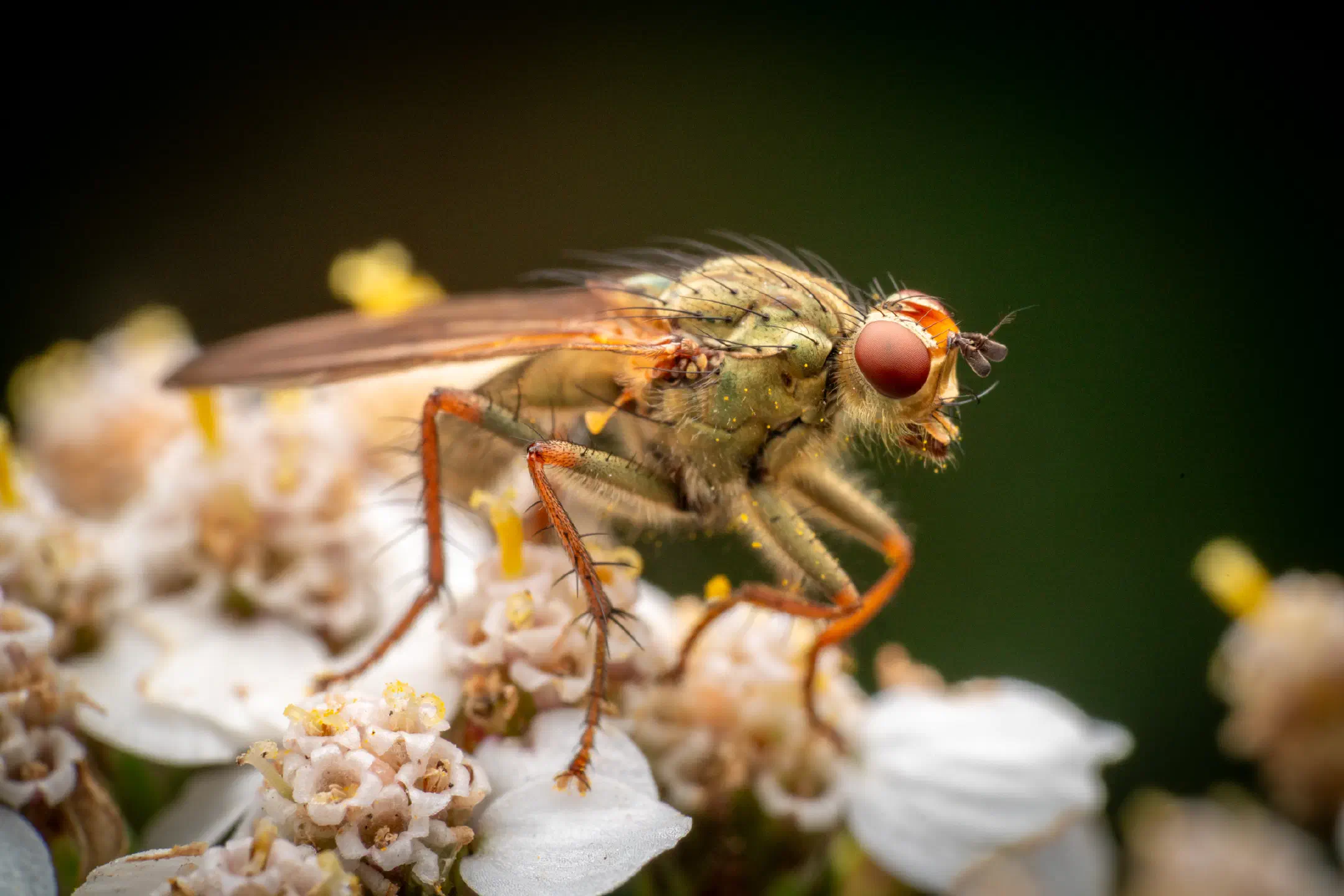 Golden Dung Fly | Golden Dung Fly