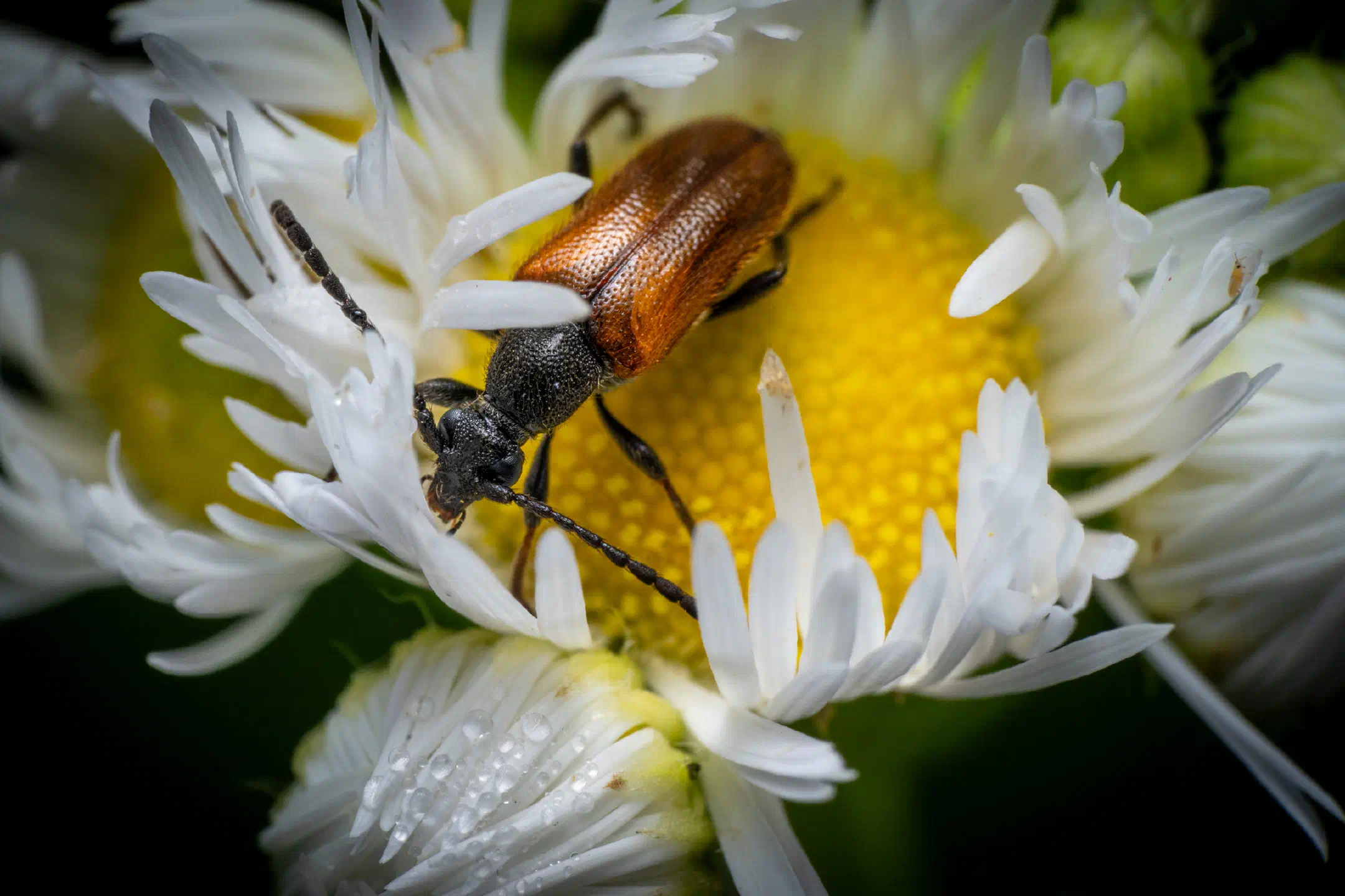 Fairy-ring Longhorn Beetle | Fairy-ring Longhorn Beetle