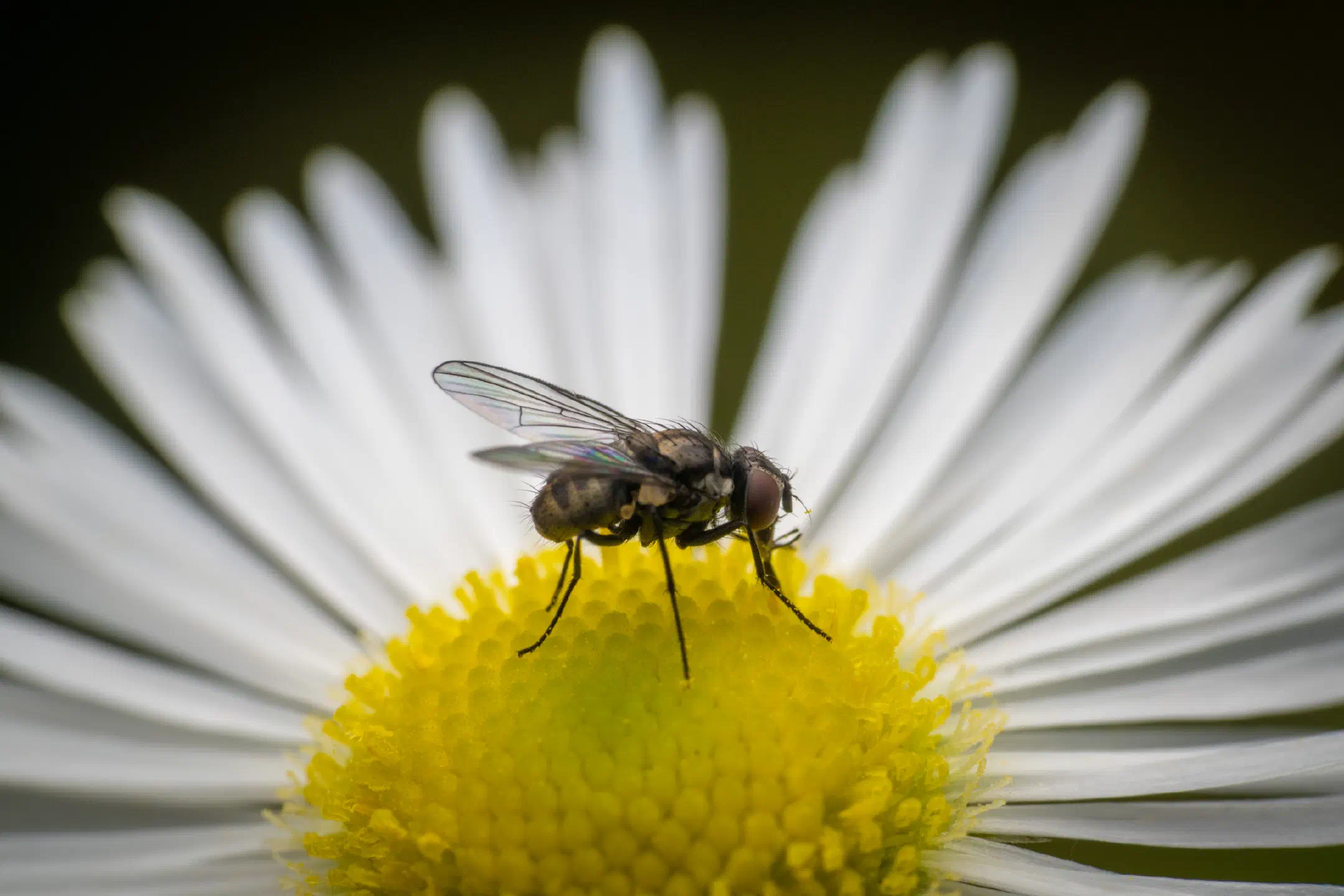 Common House Fly | Common House Fly