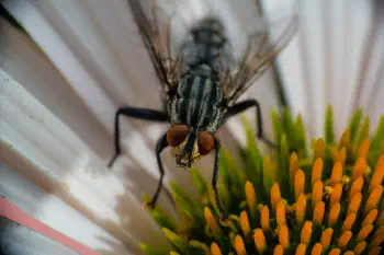 Sarcophaga carnaria