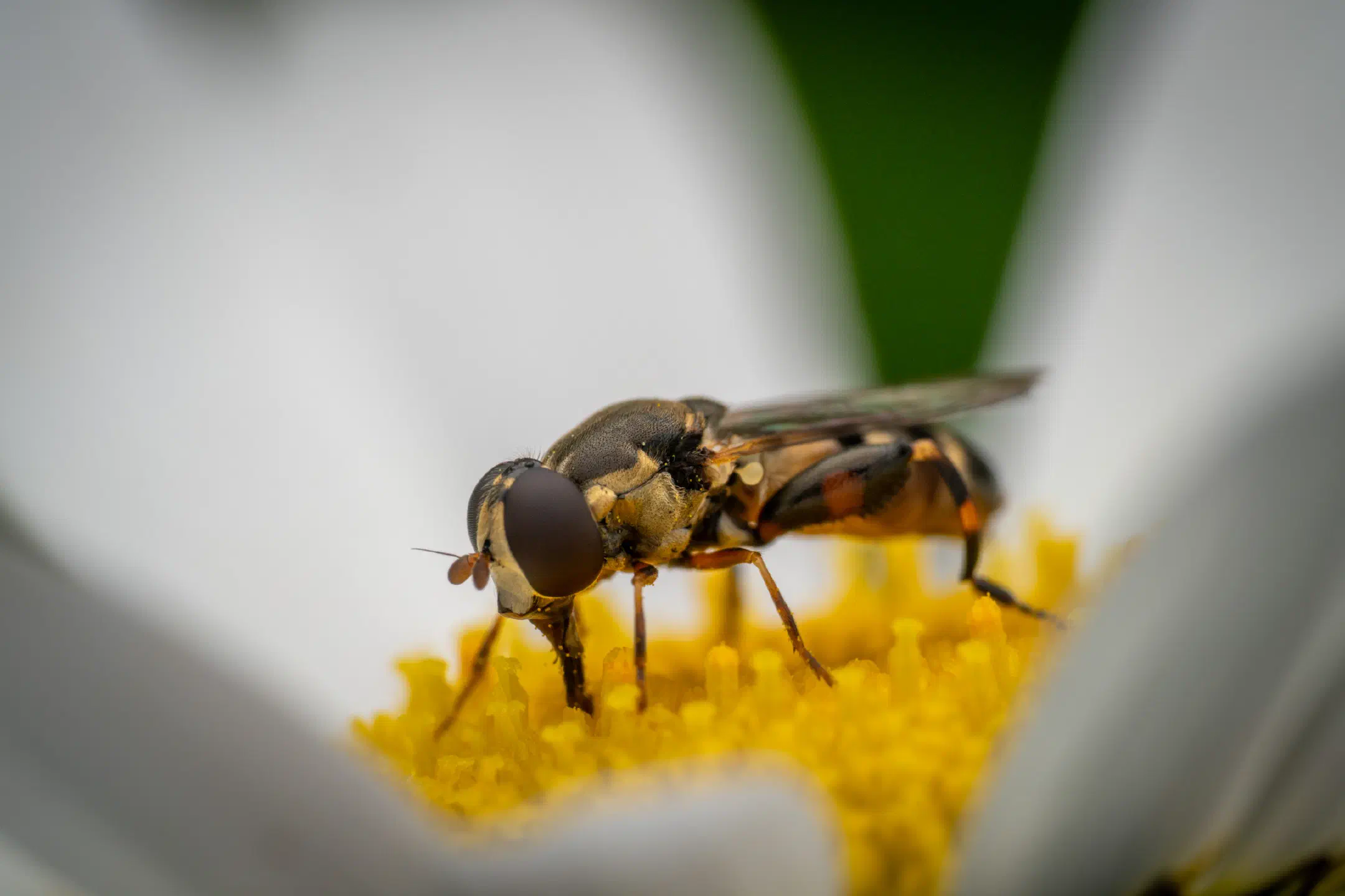 Thick-legged Hover Fly | Thick-legged Hover Fly