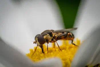 Thick-legged Hover Fly