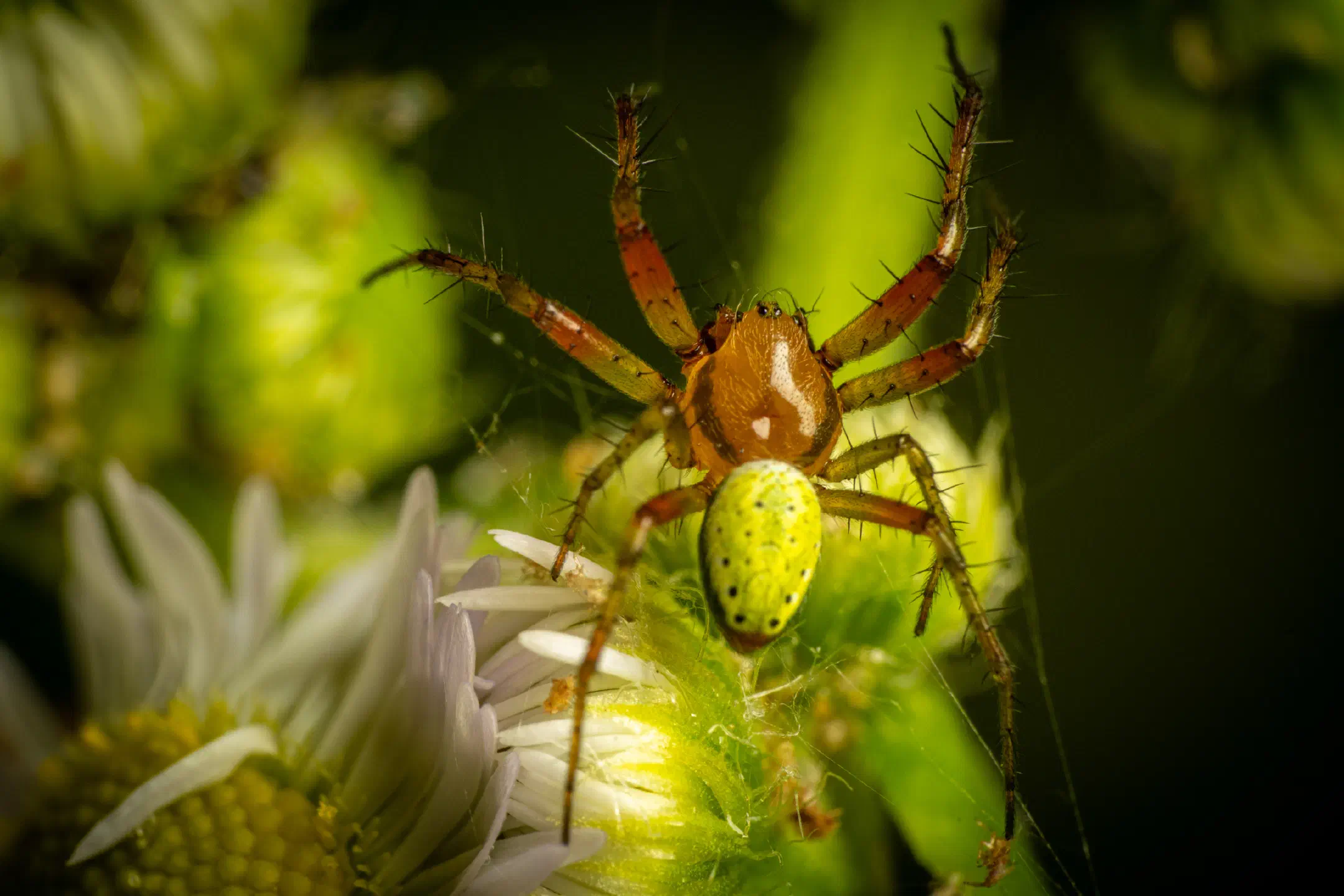 Cucumber Green Spider | Cucumber Green Spider