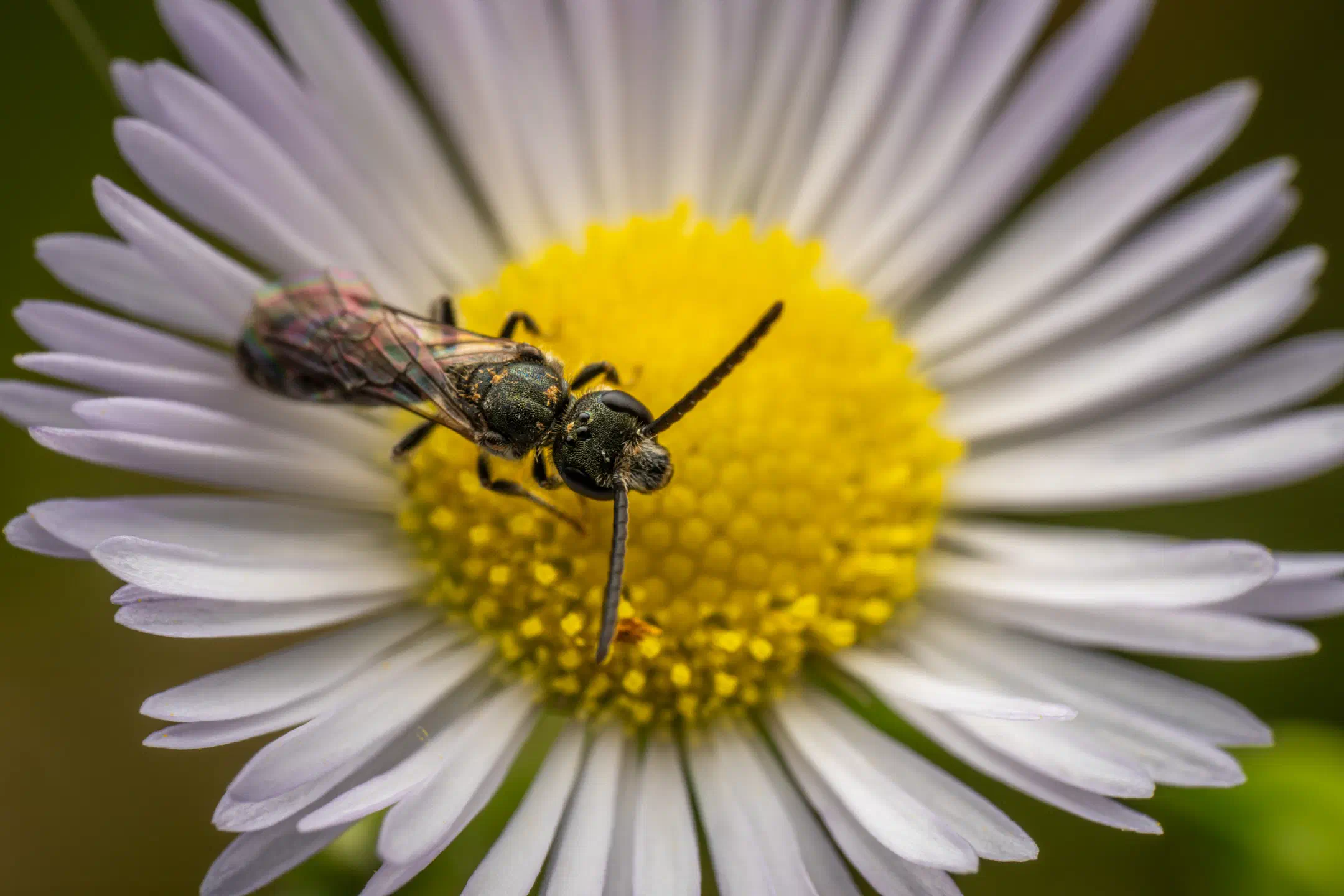 Sharp-collared Furrow Bee | Sharp-collared Furrow Bee