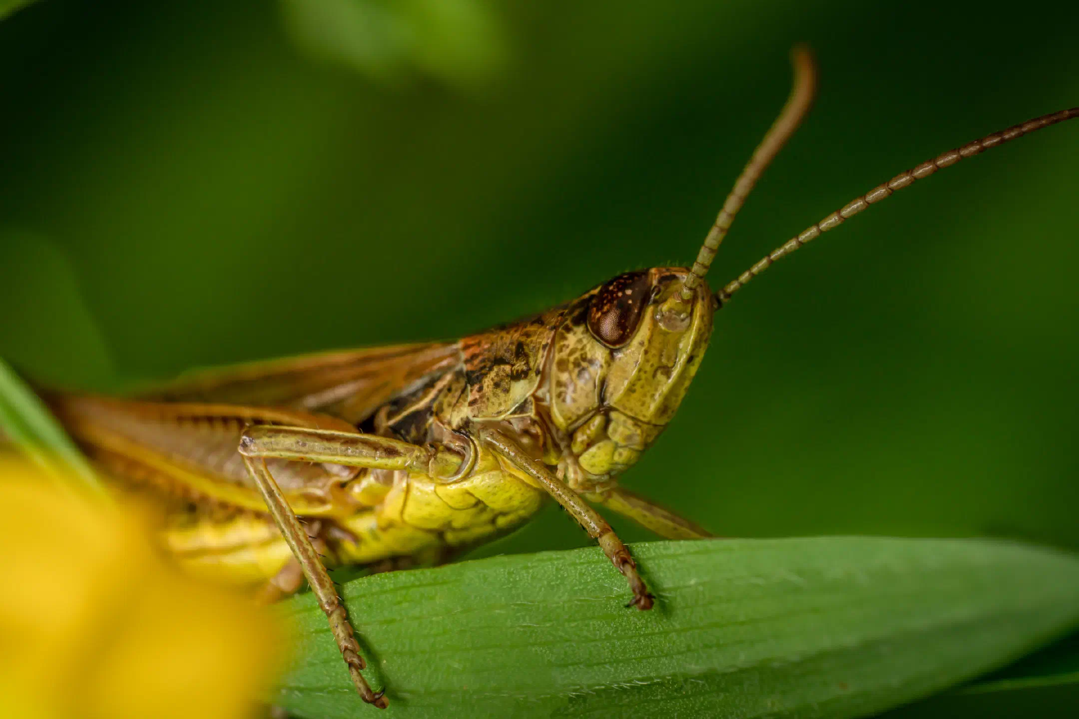 Locomotive Grasshopper | Locomotive Grasshopper