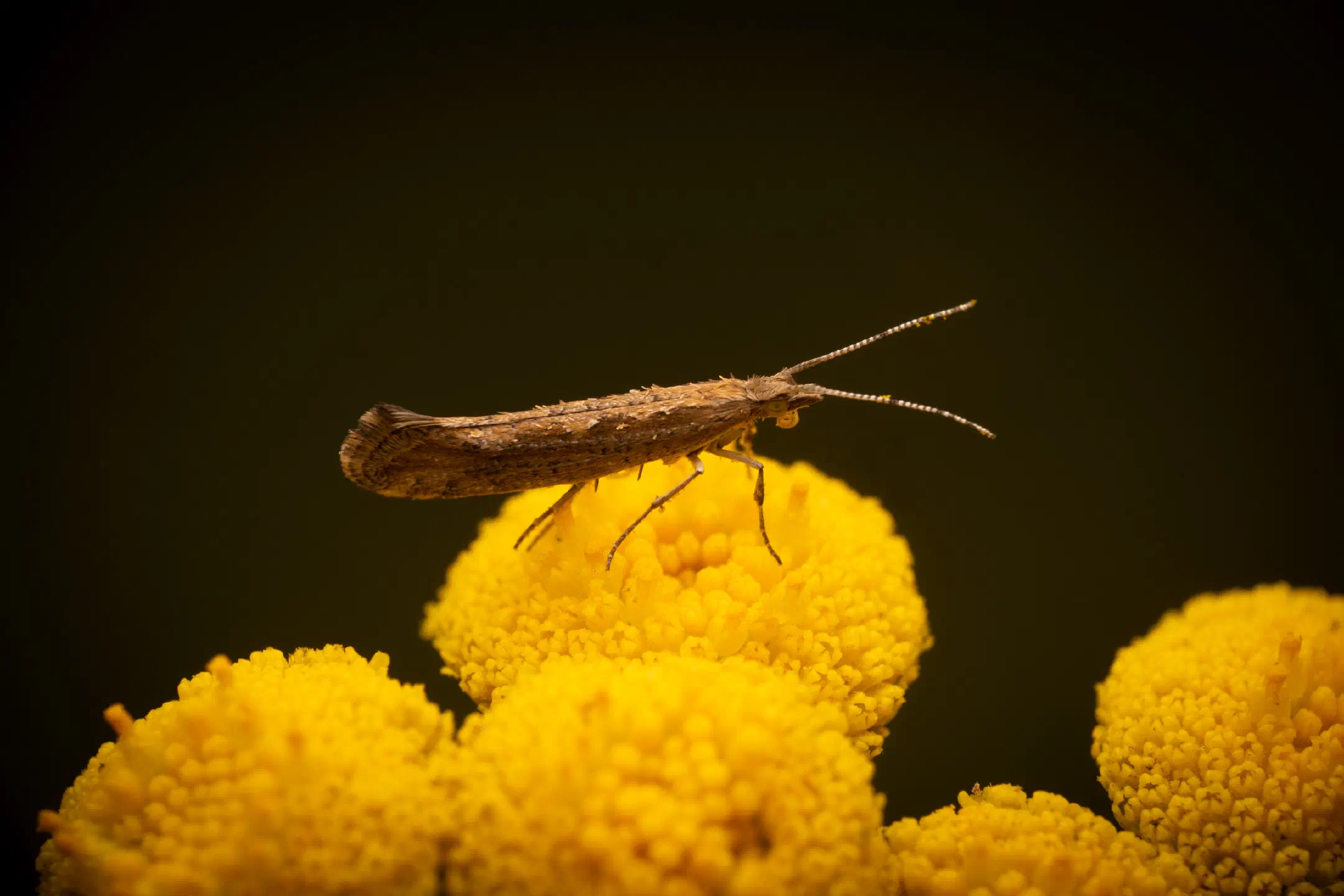Diamondback Moth | Diamondback Moth
