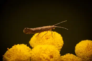 Diamondback Moth