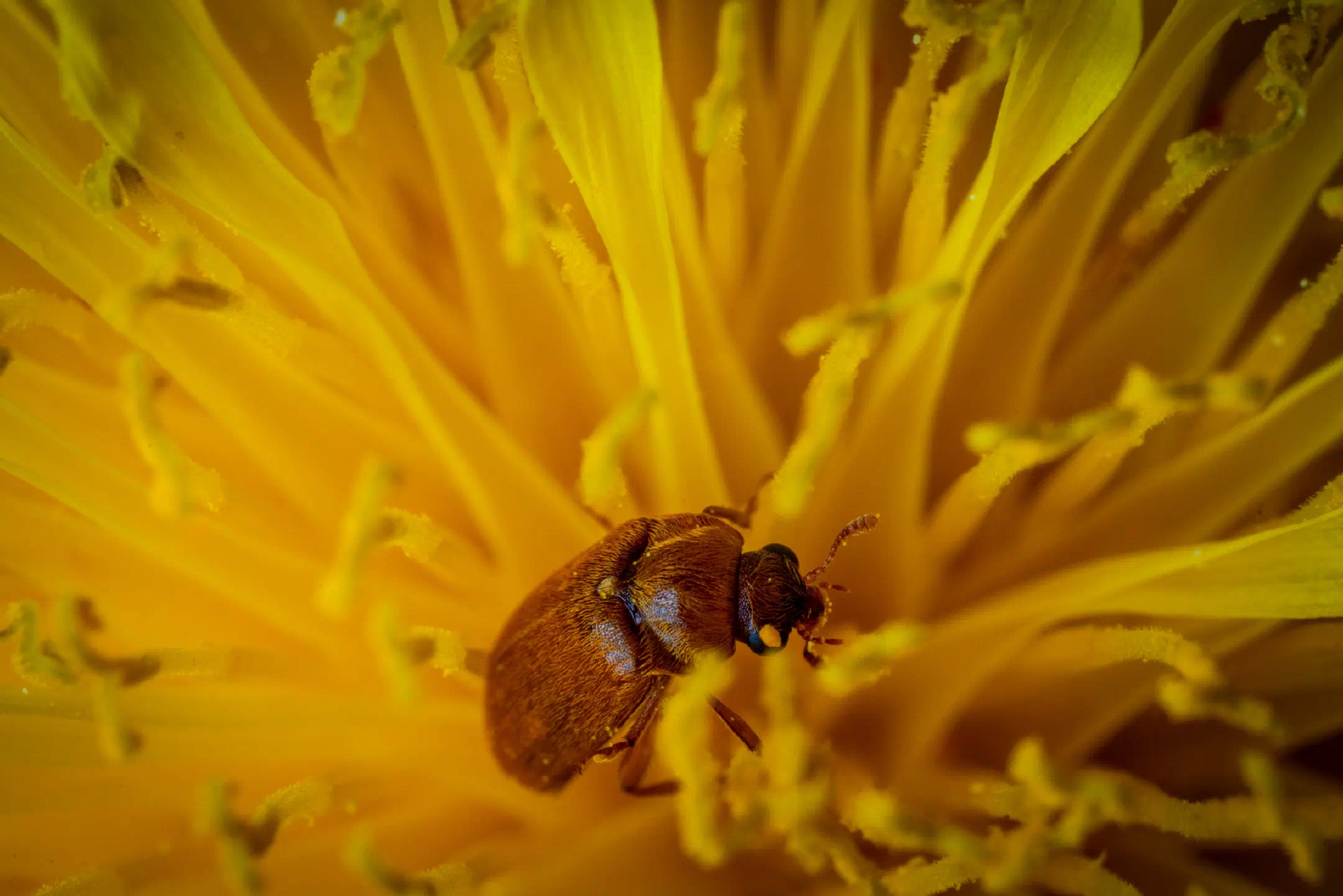 Byturus ochraceus | Byturus ochraceus