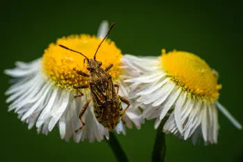Hyaline Grass Bug