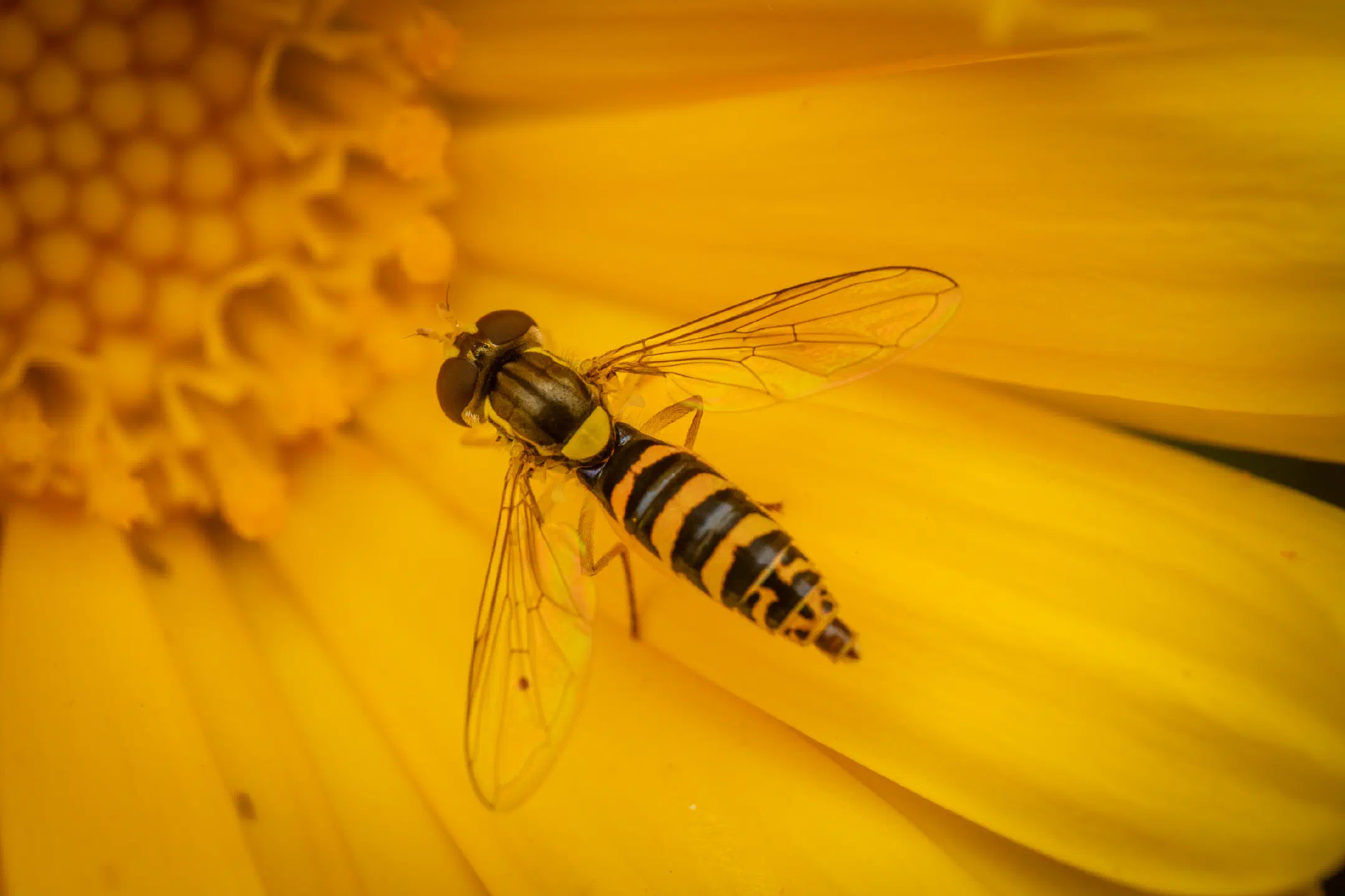 Common Globetail | Common Globetail