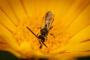 Lasioglossum