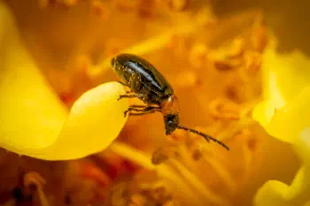Luperus luperus