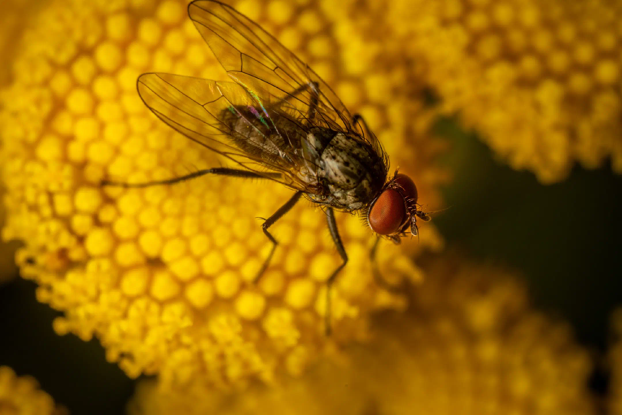 Lesser House Fly | Lesser House Fly