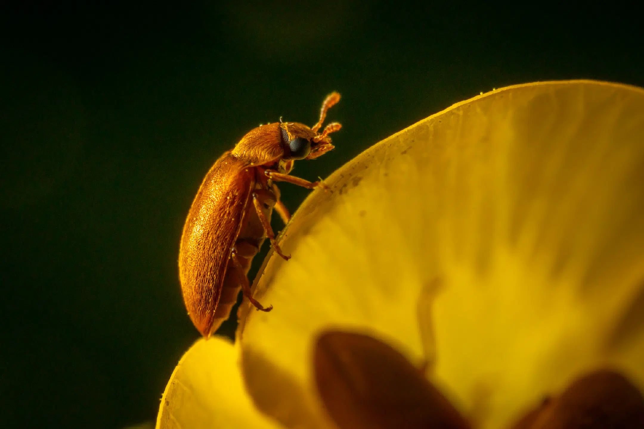 Byturus ochraceus | Byturus ochraceus