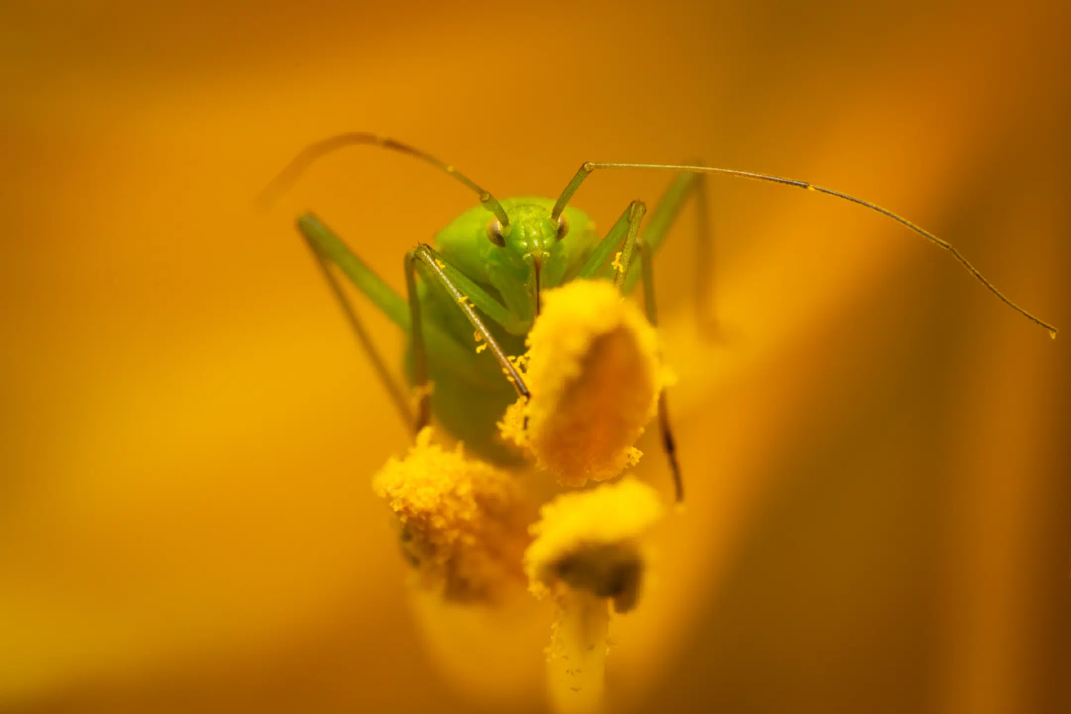 Common Green Capsid | Common Green Capsid
