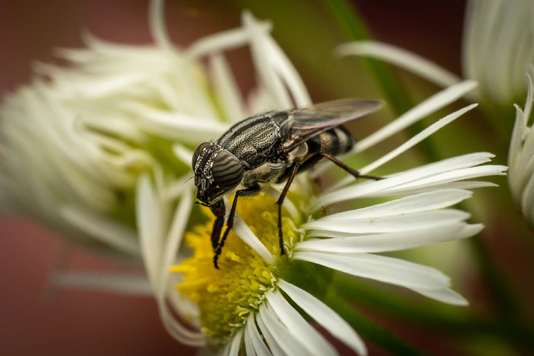 Locust Blowfly | Locust Blowfly