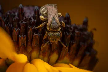 Confusing Furrow Bee