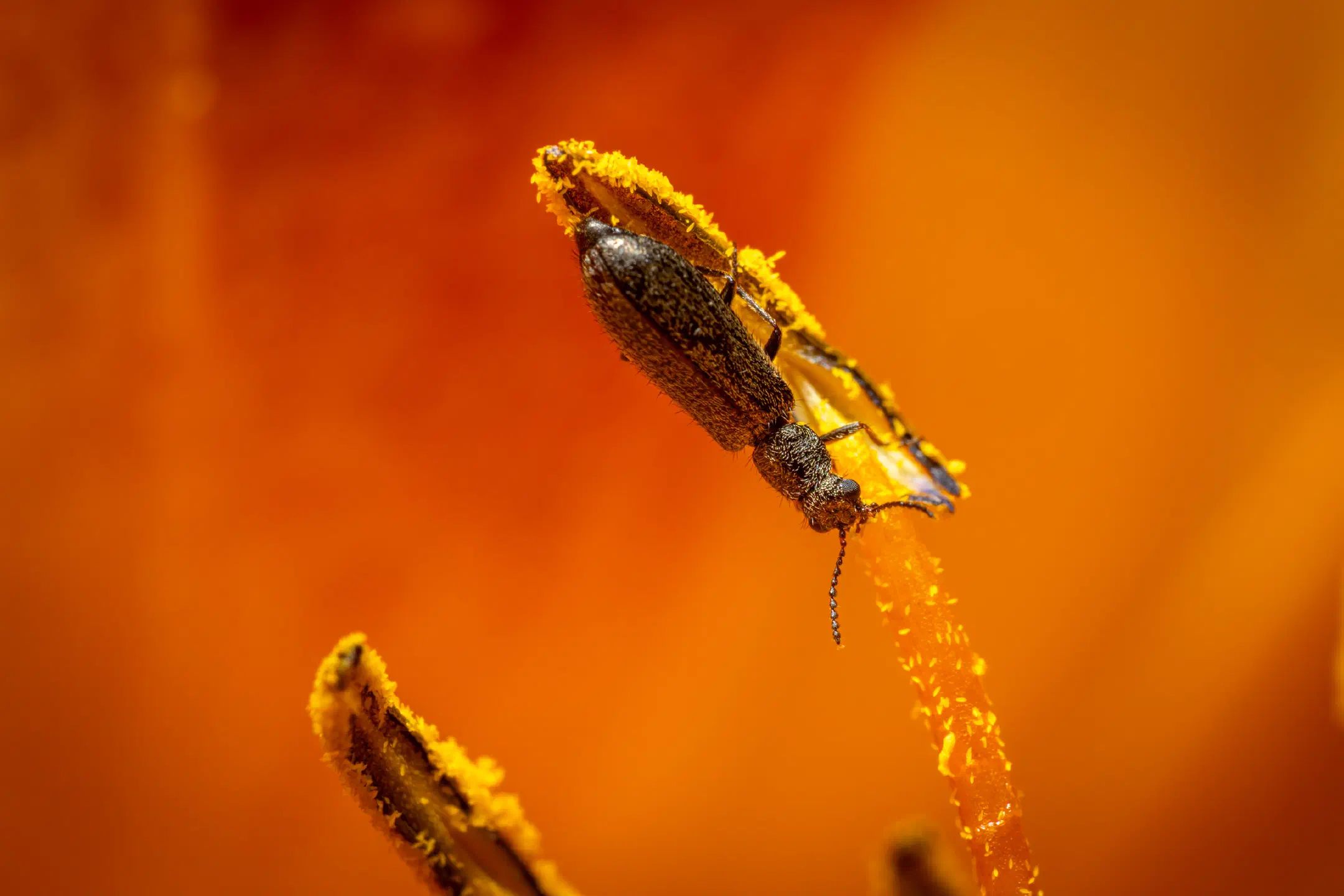 Dasytes aeratus | Dasytes aeratus