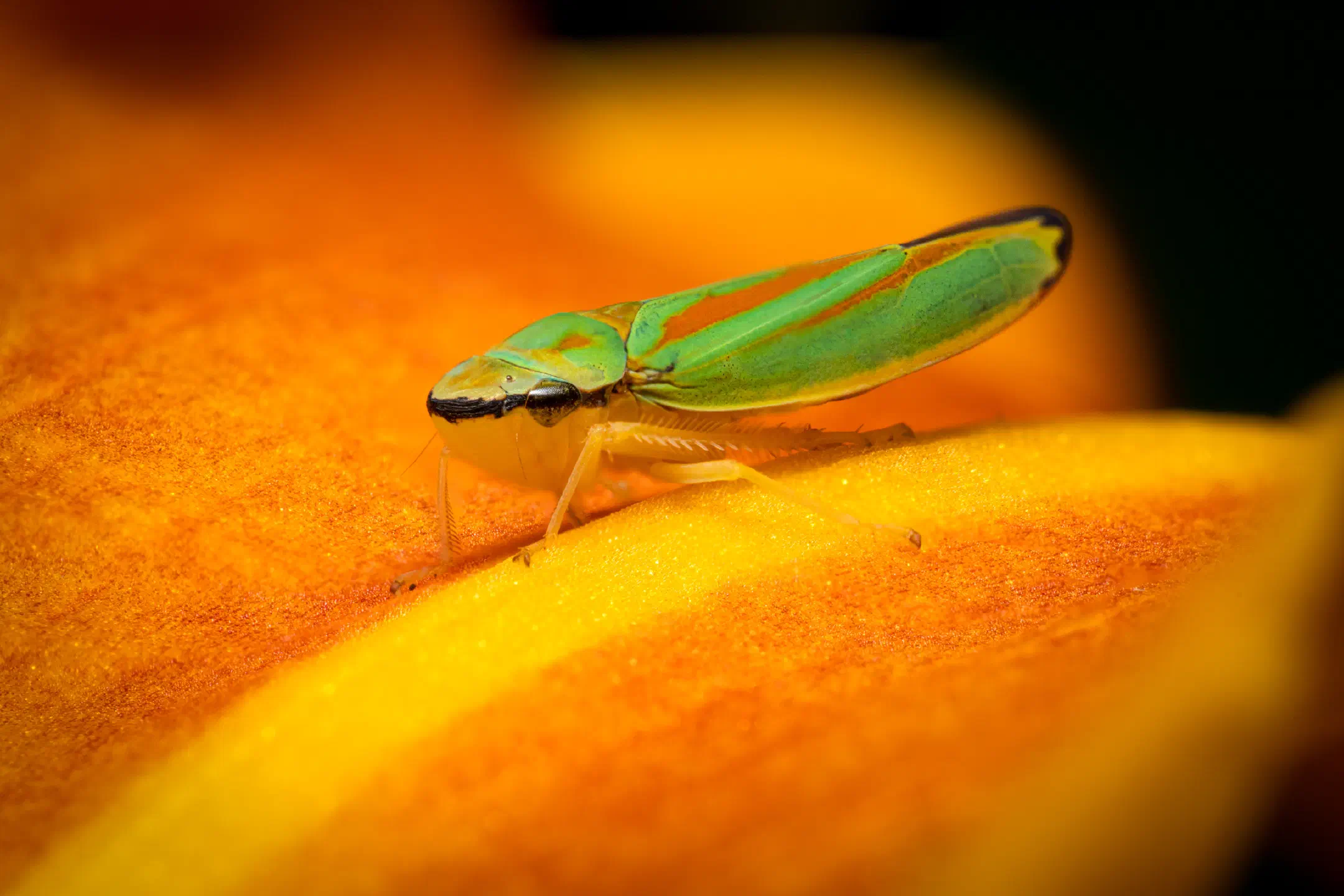 Rhododendron Leafhopper | Rhododendron Leafhopper