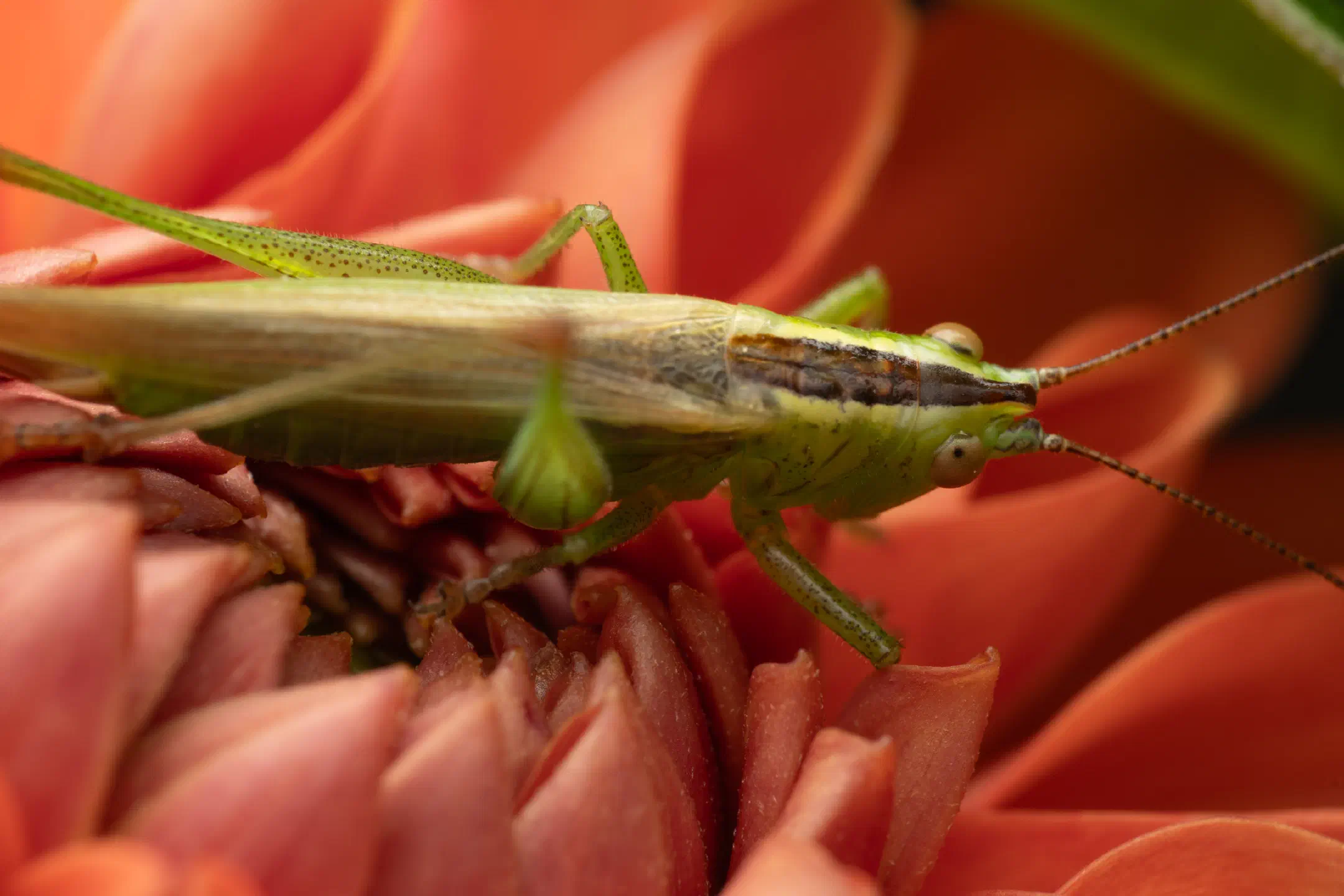 Long-winged Conehead | Long-winged Conehead