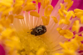 Common Pollen Beetle