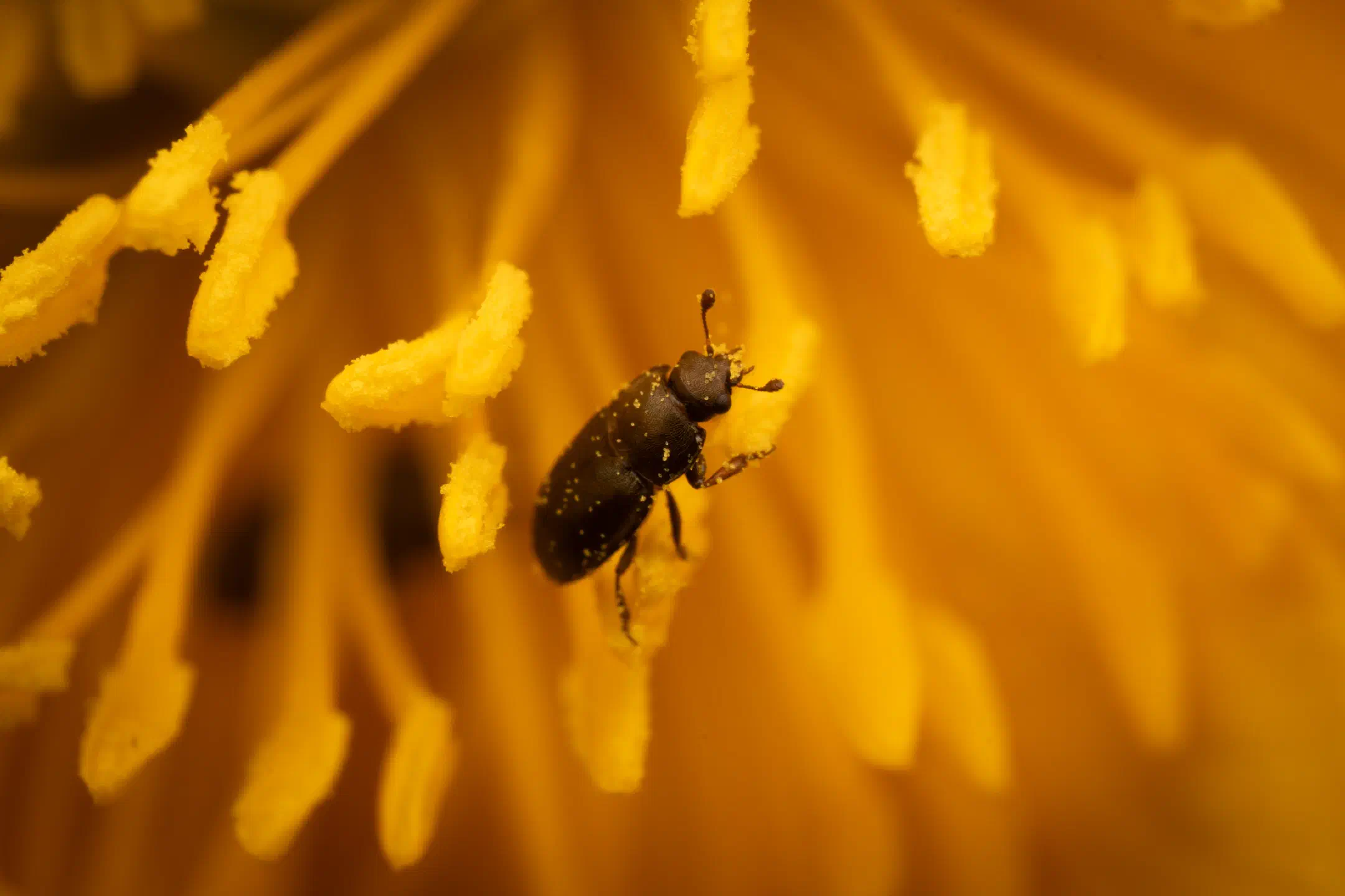 Common Pollen Beetle | Common Pollen Beetle
