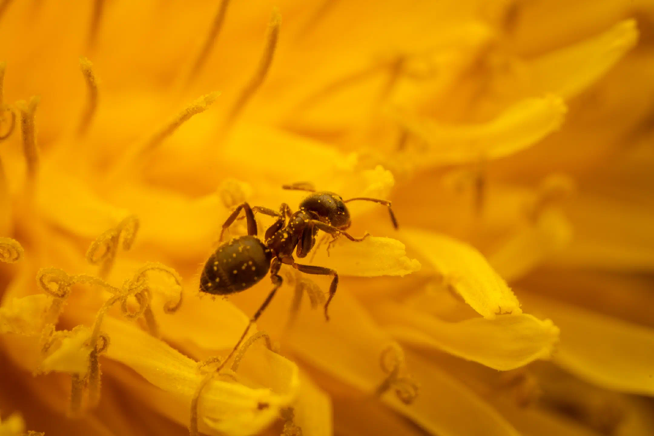 Black Garden Ant | Black Garden Ant