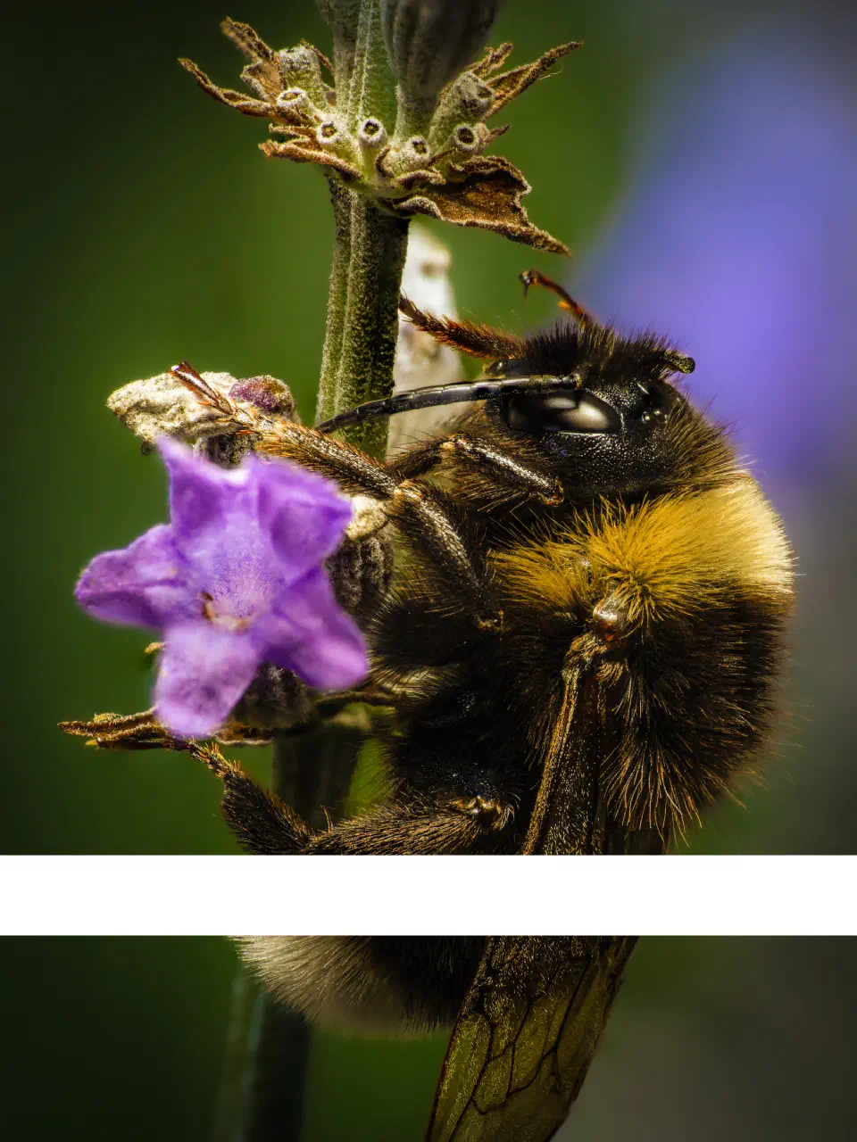 Garden Bumble Bee | Garden Bumble Bee