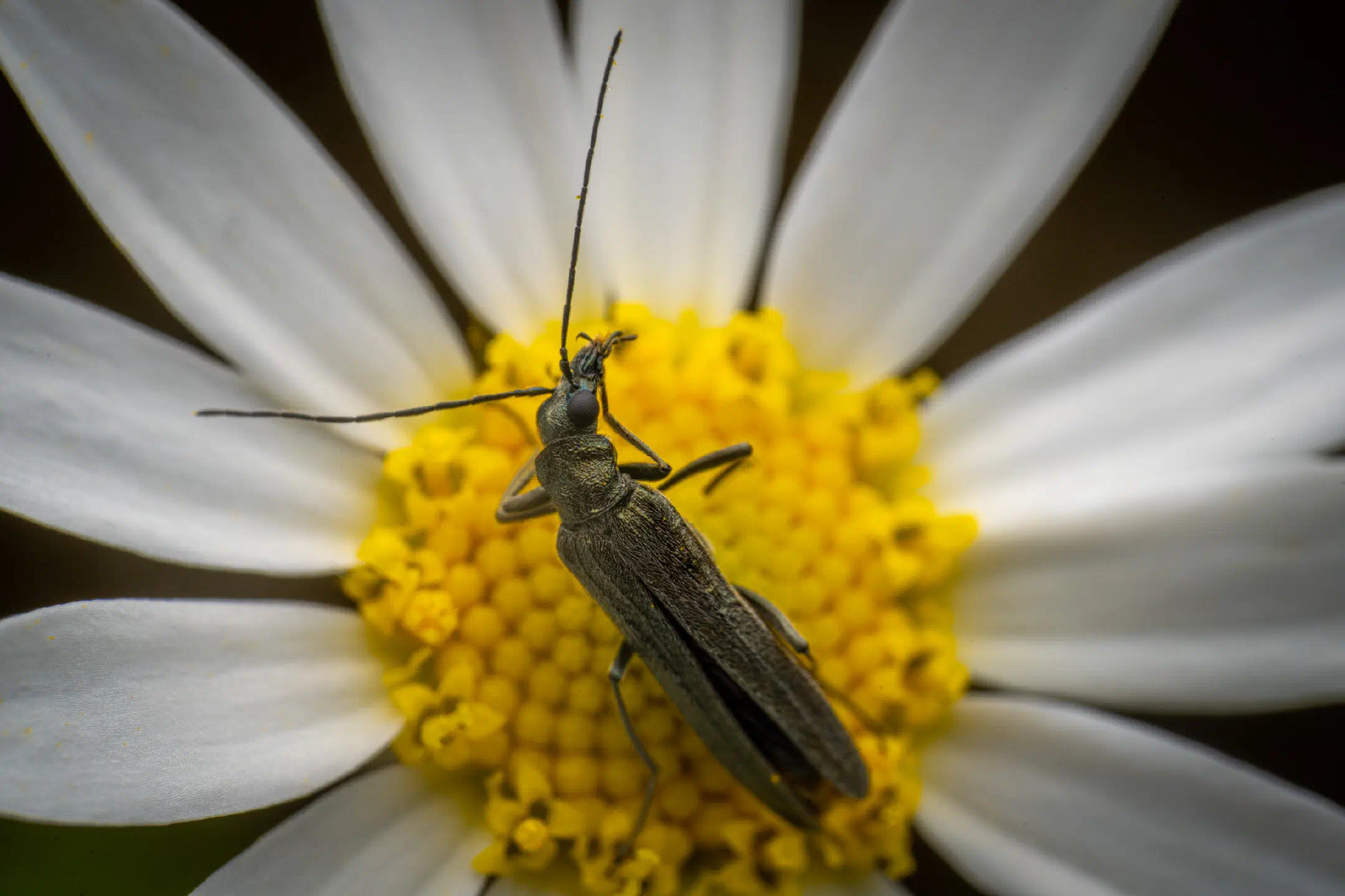 Greenish Oedemera