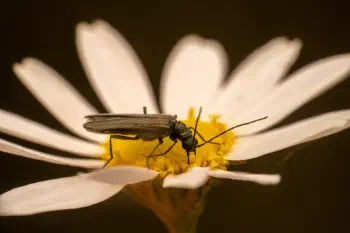 Greenish Oedemera