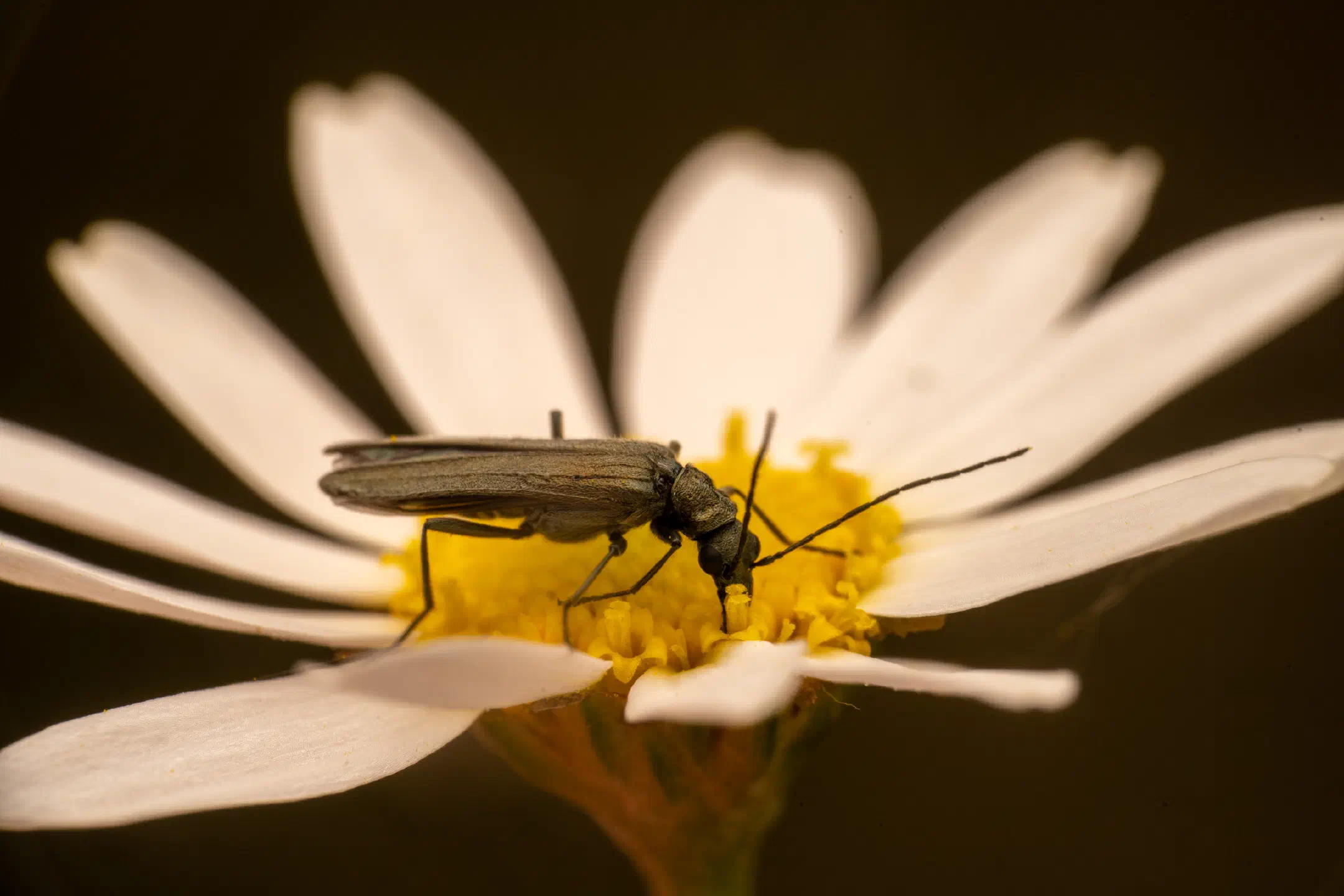 Greenish Oedemera | Greenish Oedemera