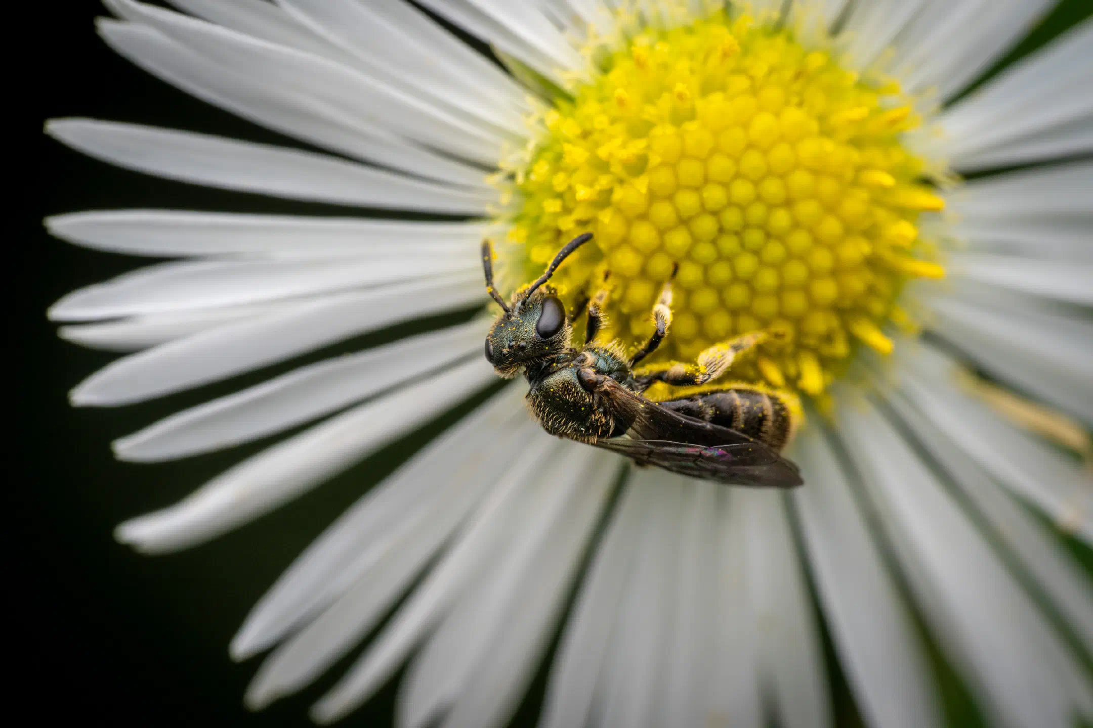 Sharp-collared Furrow Bee | Sharp-collared Furrow Bee
