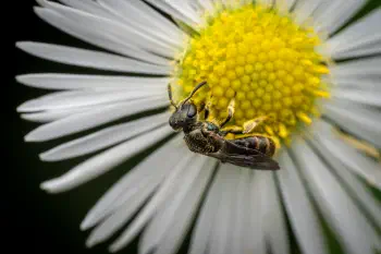 Sharp-collared Furrow Bee