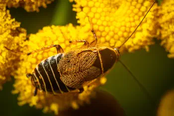Forest Cockroach