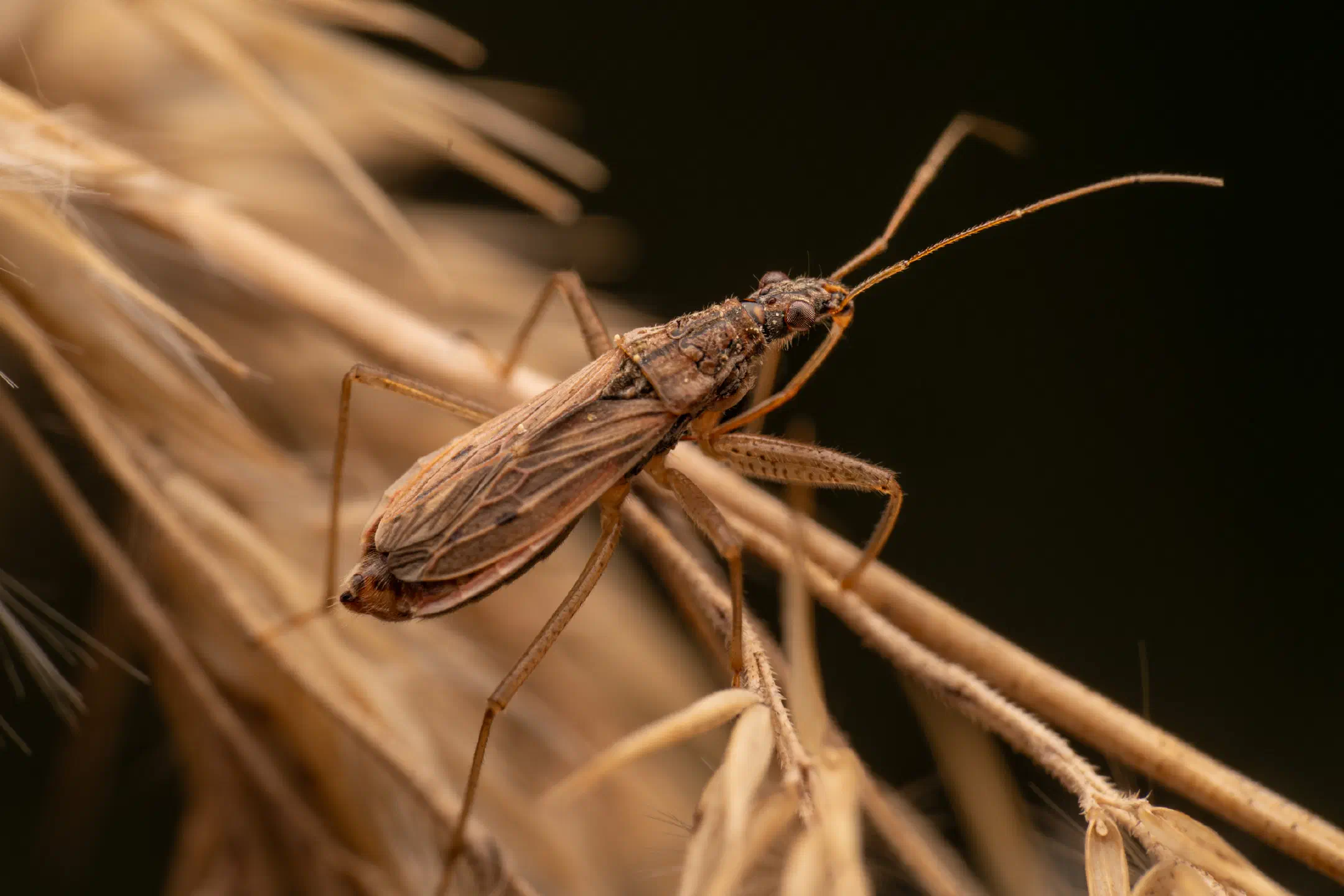 Marsh Damsel Bug | Marsh Damsel Bug