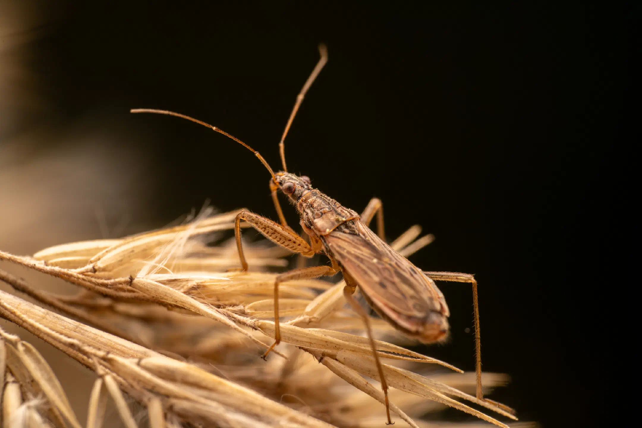 Marsh Damsel Bug | Marsh Damsel Bug