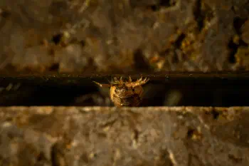 Common Rough Woodlouse