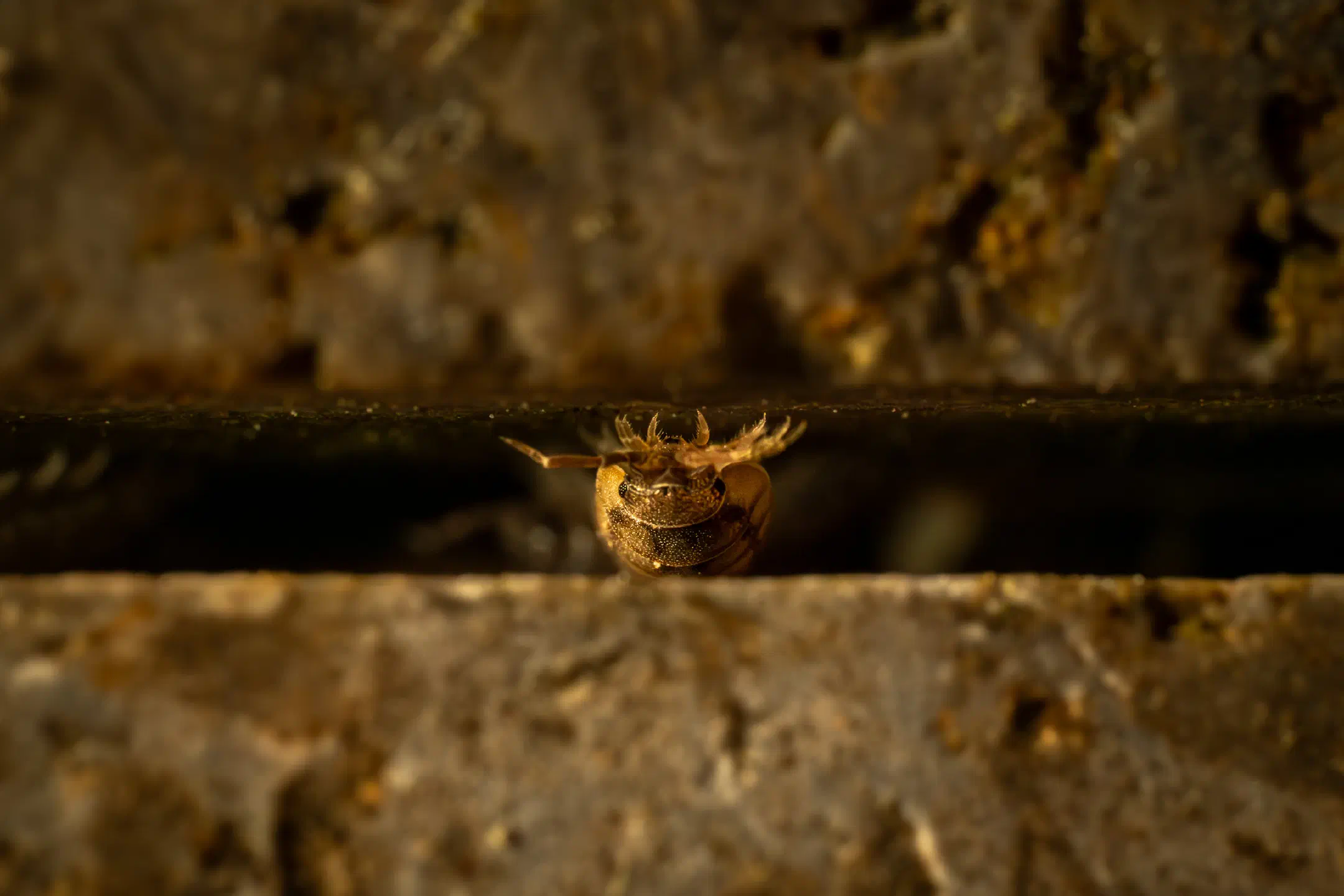 Common Rough Woodlouse | Common Rough Woodlouse