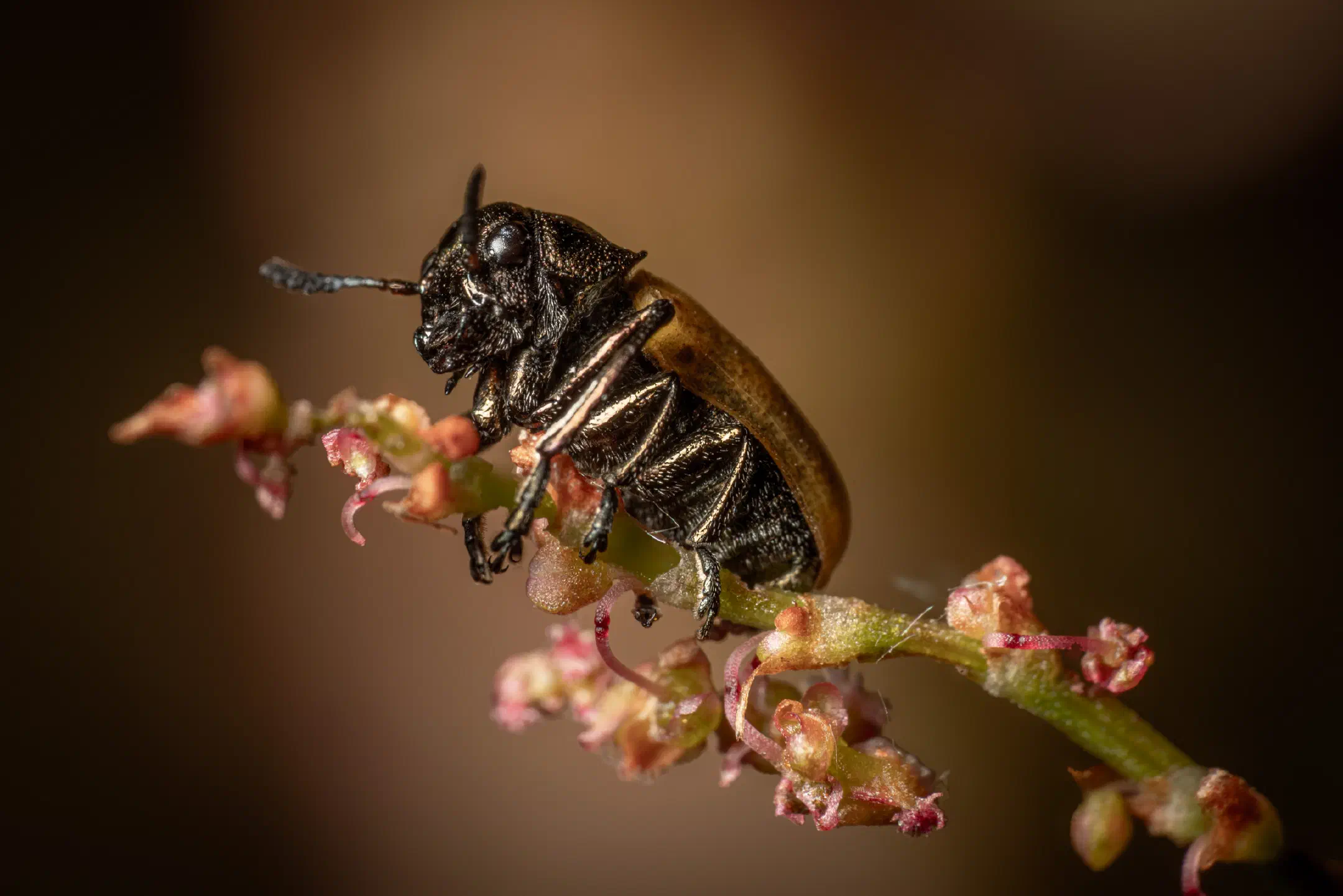 Labidostomis longimana | Labidostomis longimana