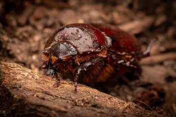 European Rhinoceros Beetle