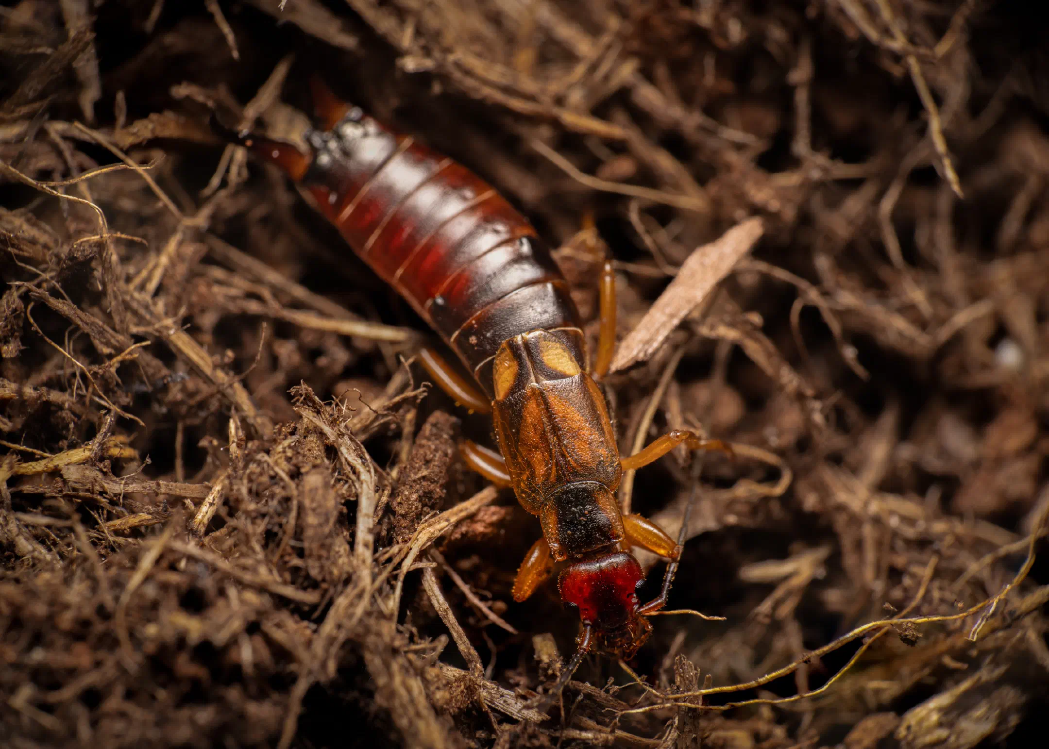 European Earwig | European Earwig