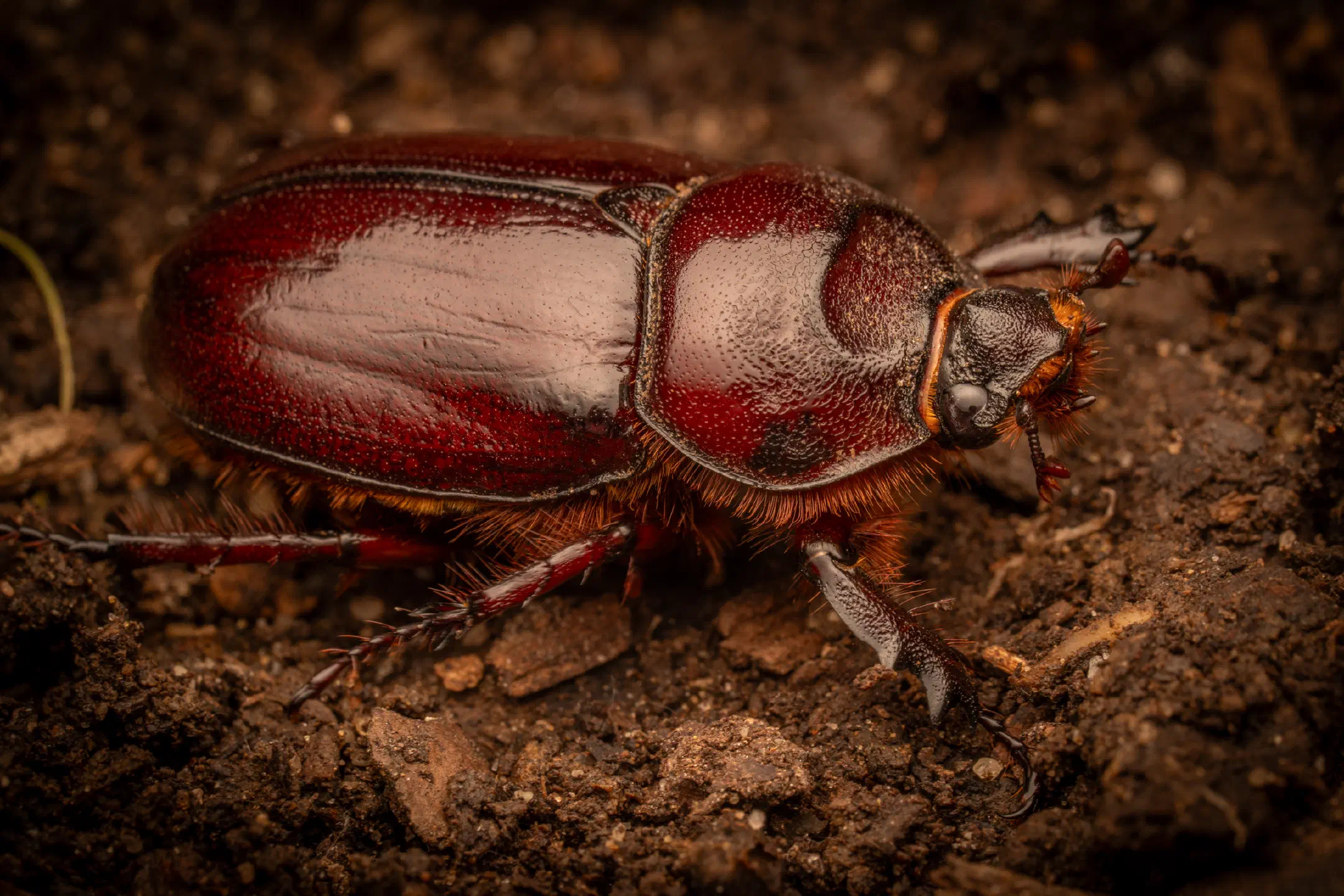 European Rhinoceros Beetle | European Rhinoceros Beetle
