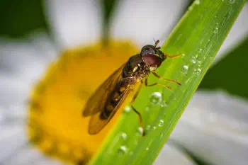 Marmalade Hover Fly