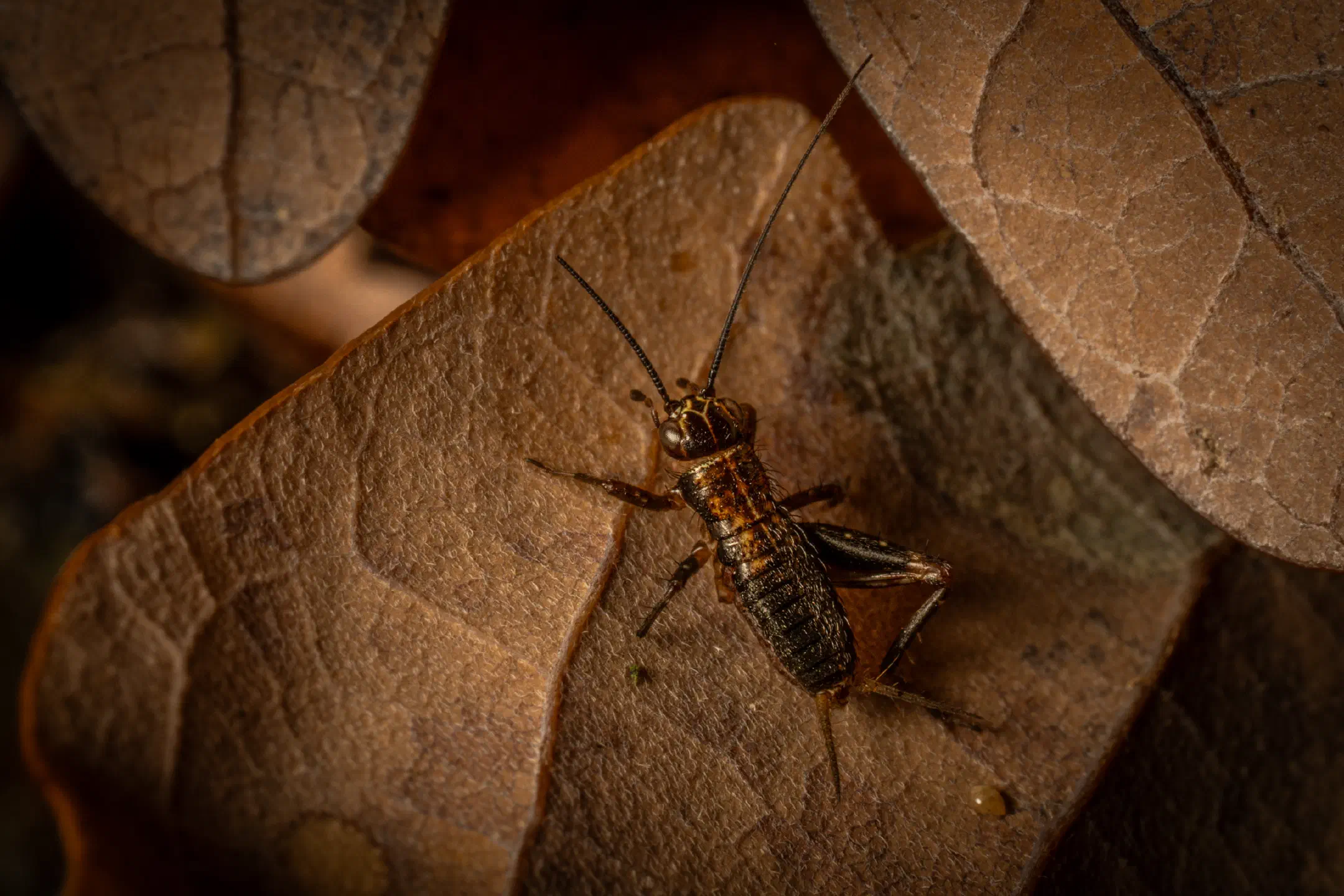 Wood Cricket | Wood Cricket
