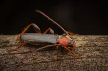 Tanbark Borer