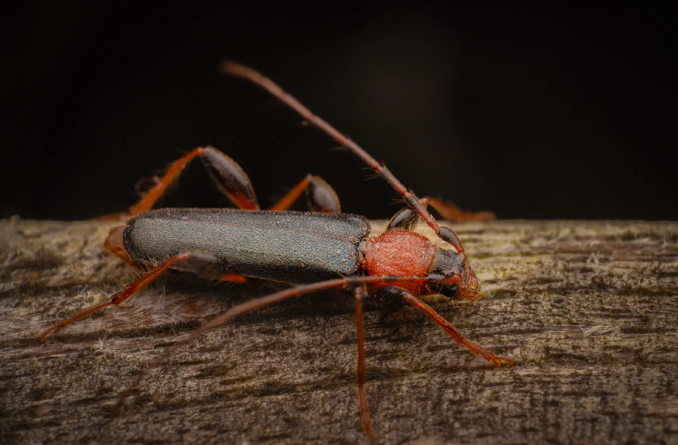 Tanbark Borer | Tanbark Borer