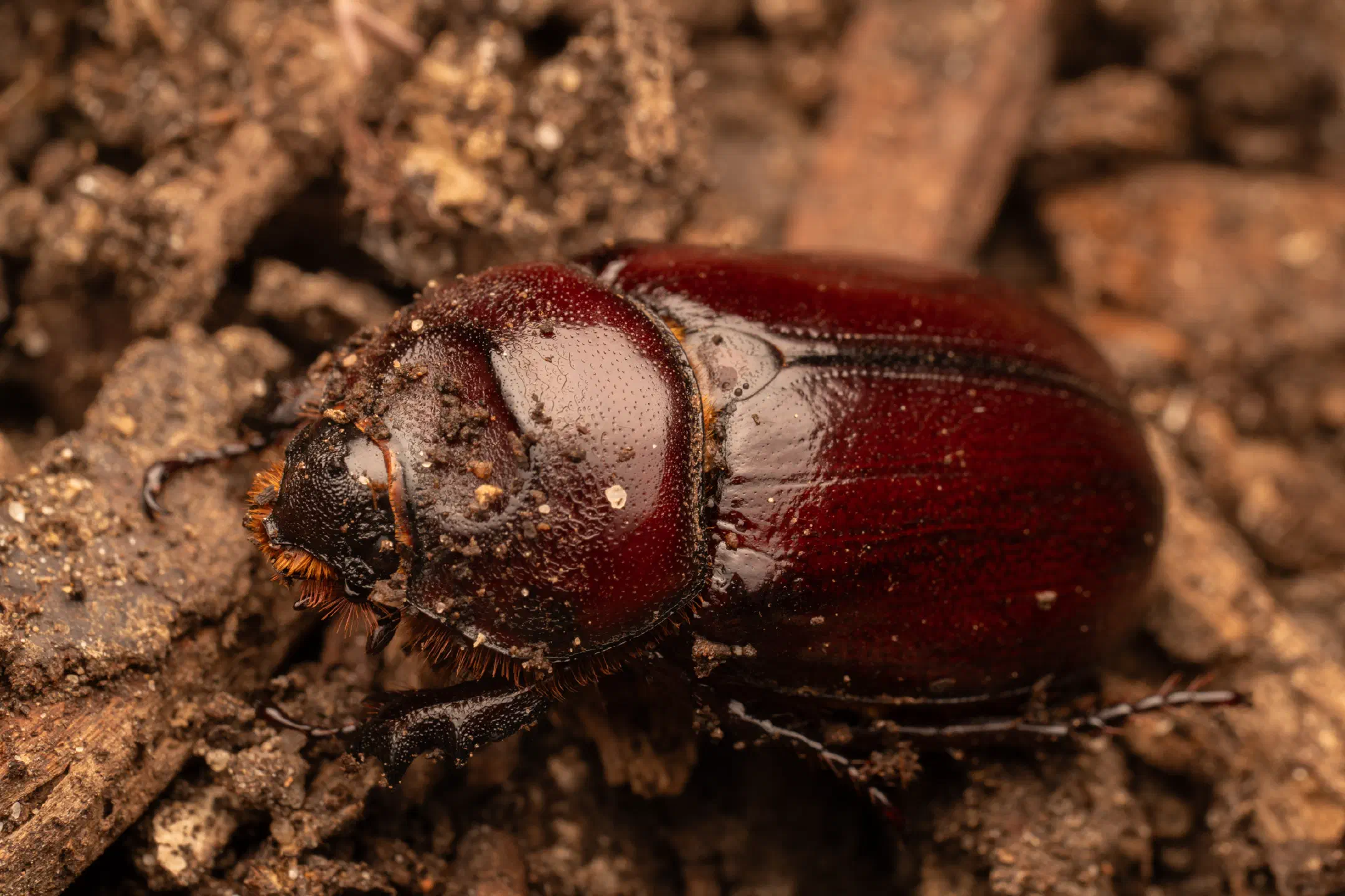 European Rhinoceros Beetle | European Rhinoceros Beetle